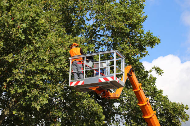 Best Tree Mulching  in Bridgeport, TX